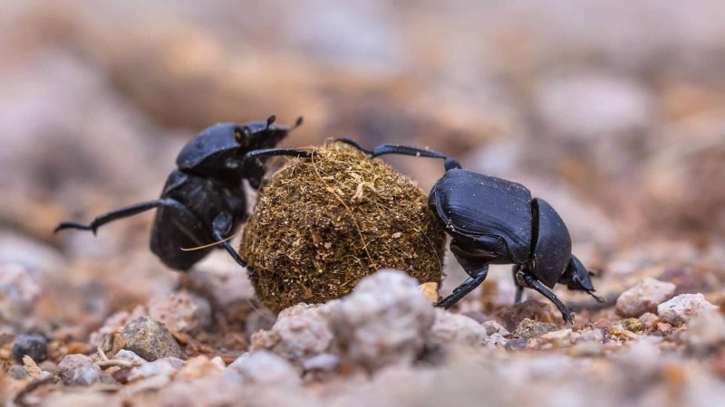 Musca domestica комнатная Муха