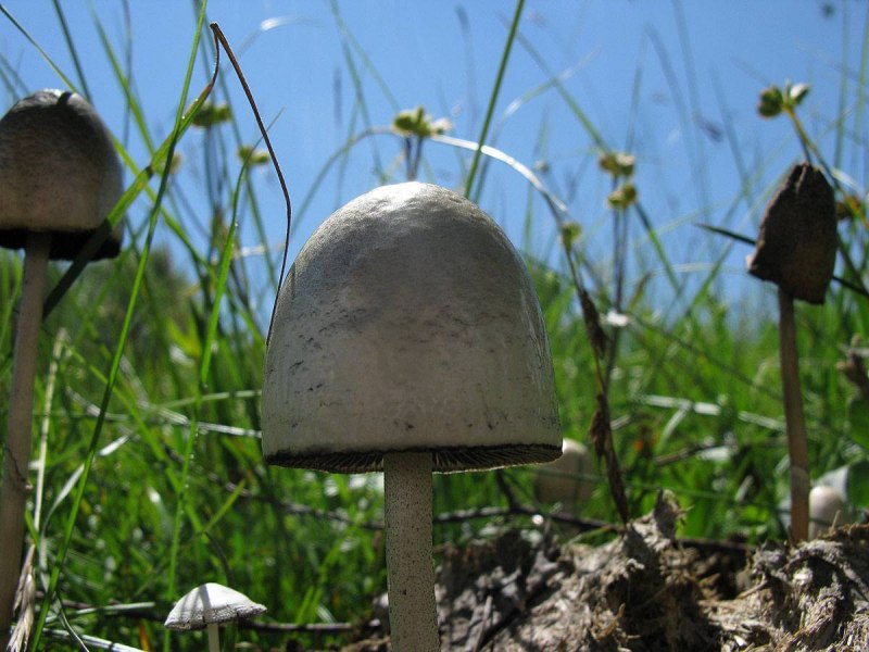 Жук Nicrophorus