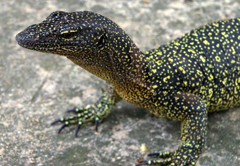 Varanus auffenbergi
