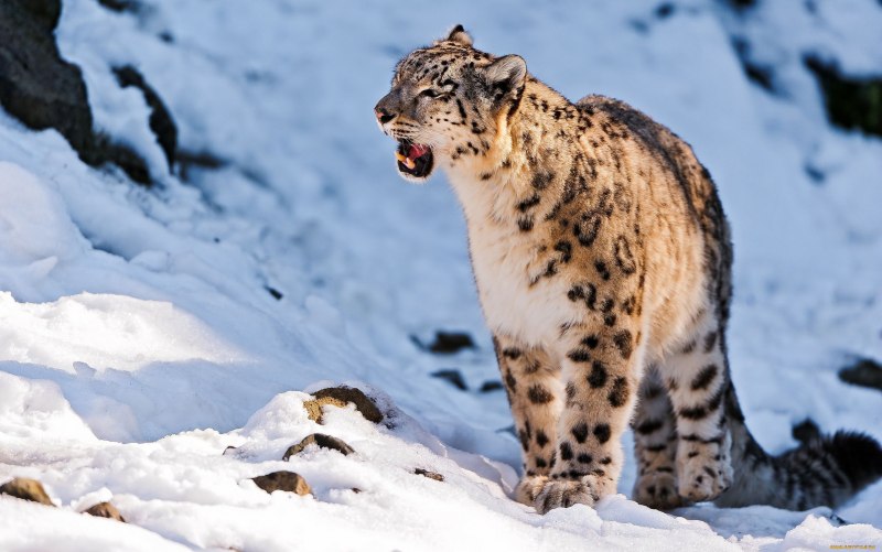 Irbis Snow Leopard