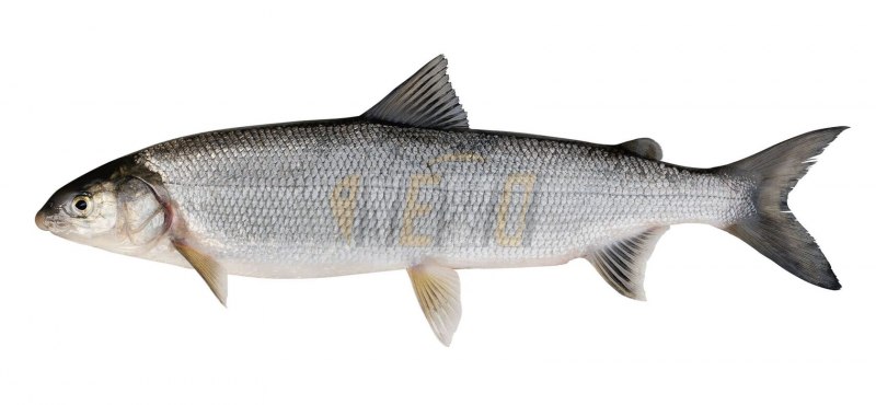 Сибирский хариус - Thymallus arcticus