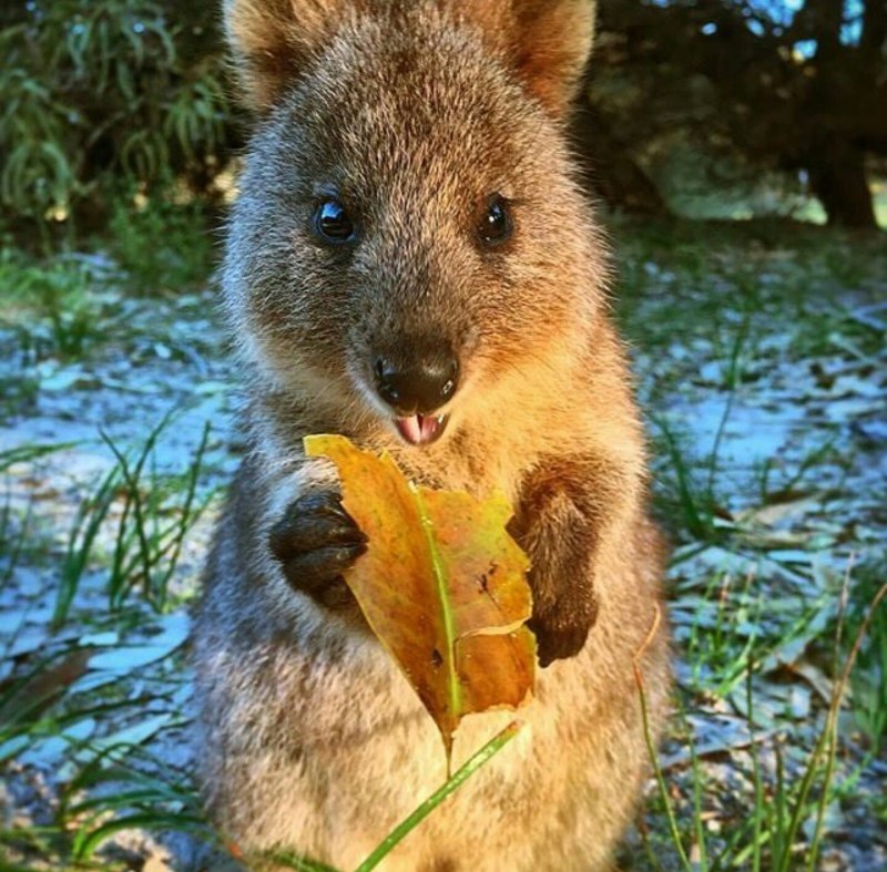 Австралийская Quokka