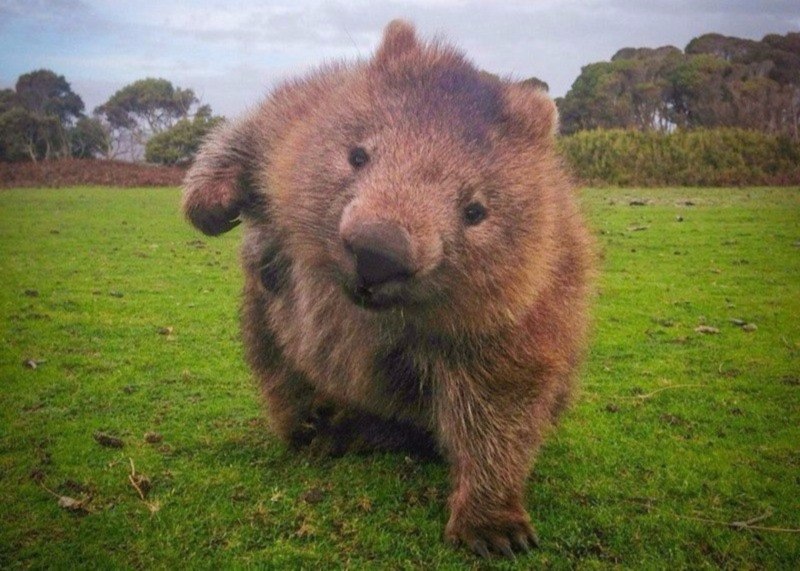 Always smiling animal