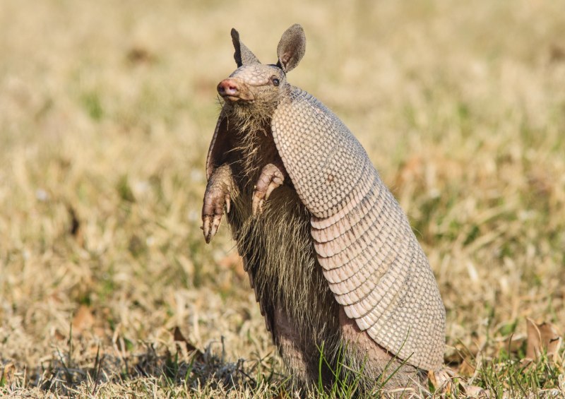 Armadillo броненосец
