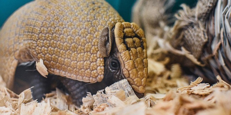 Броненосец шар Южной Америке