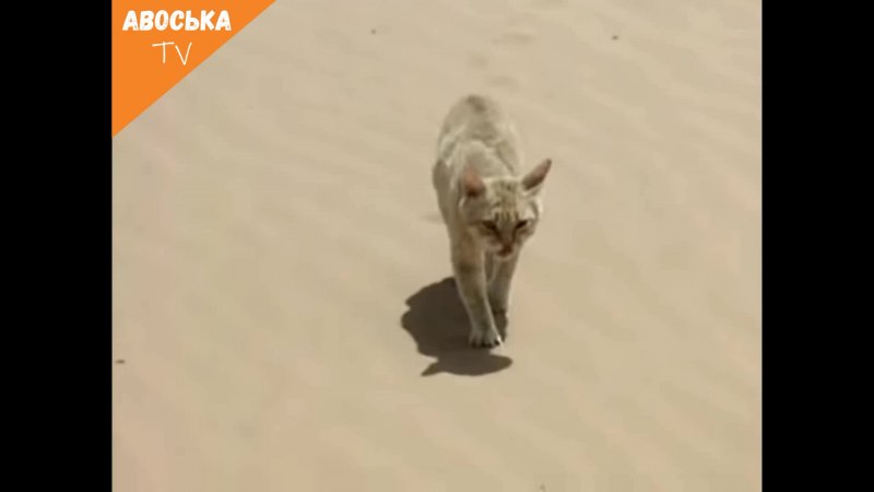 Песчаная Эфа