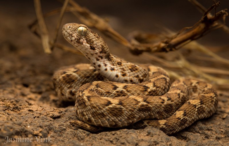 Crotalus cerastes — рогатый гремучник