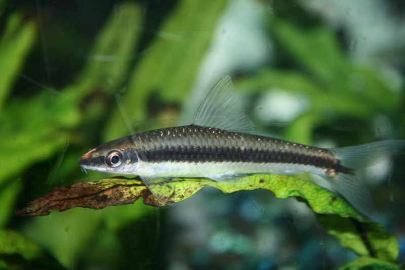 Рыбка сиамский водорослеед
