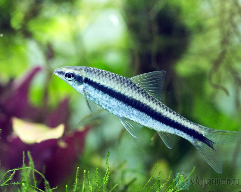 SAE рыбка сиамский водорослеед