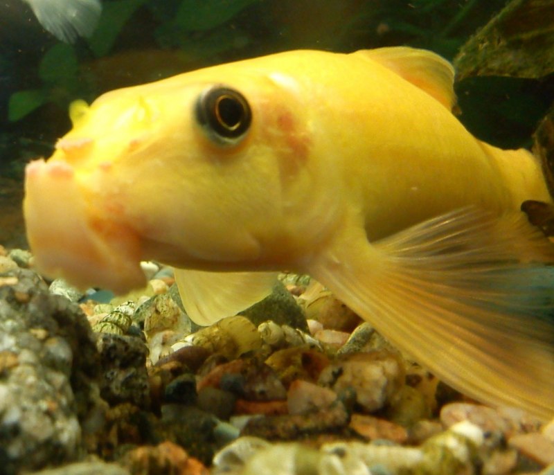 Crossocheilus Siamensis