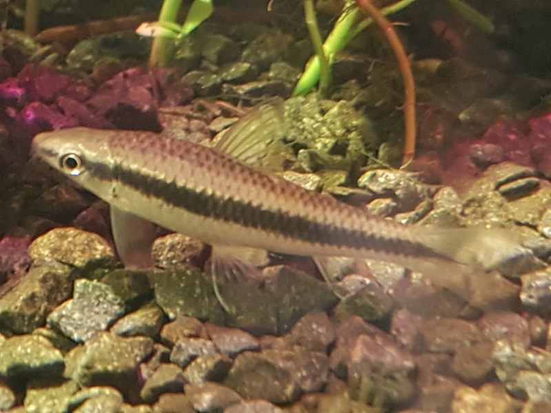 Сом сиамский водорослеед