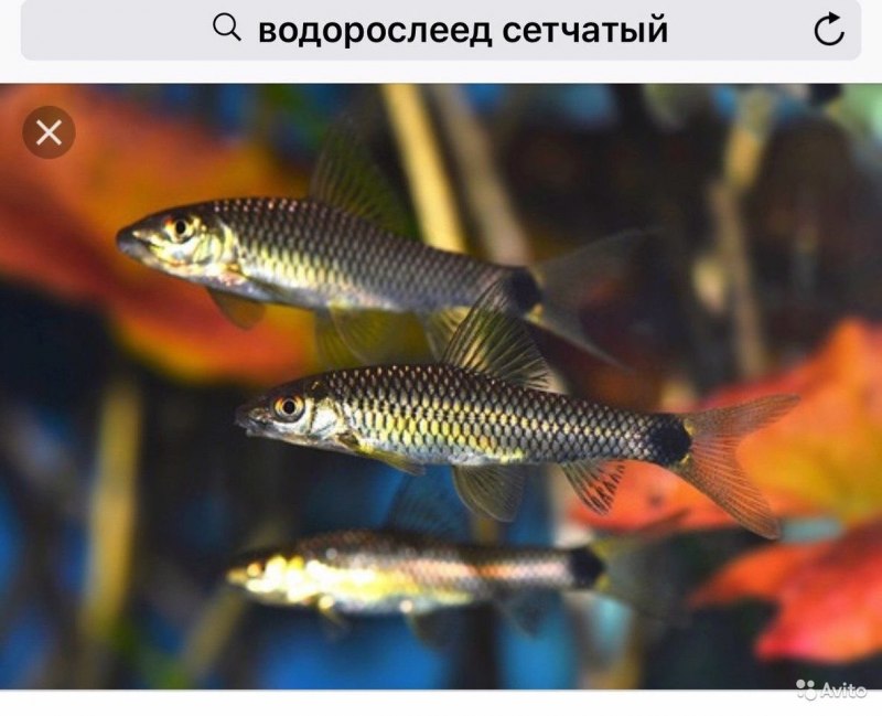 Водорослеед Кроссохейлус сетчатый