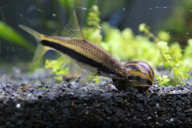 Crossocheilus atrilimes.