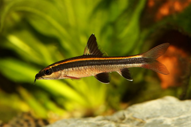 Epalzeorhynchos kalopterus