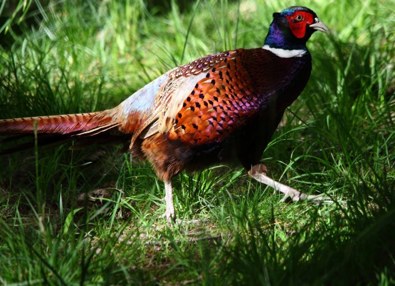 Алмазный фазан Chrysolophus amherstiae