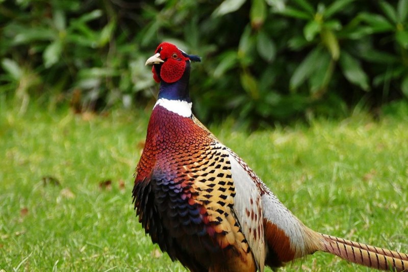 Зелёный фазан / Phasianus versicolor