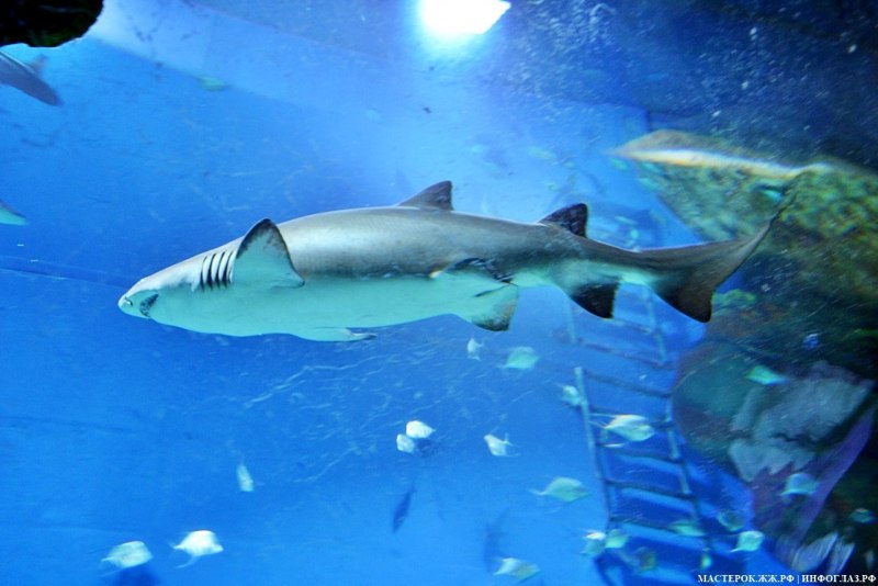 Etmopterus perryi