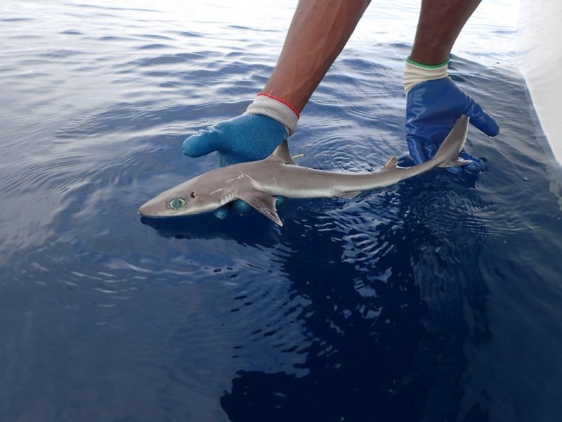 Squalus clarkae