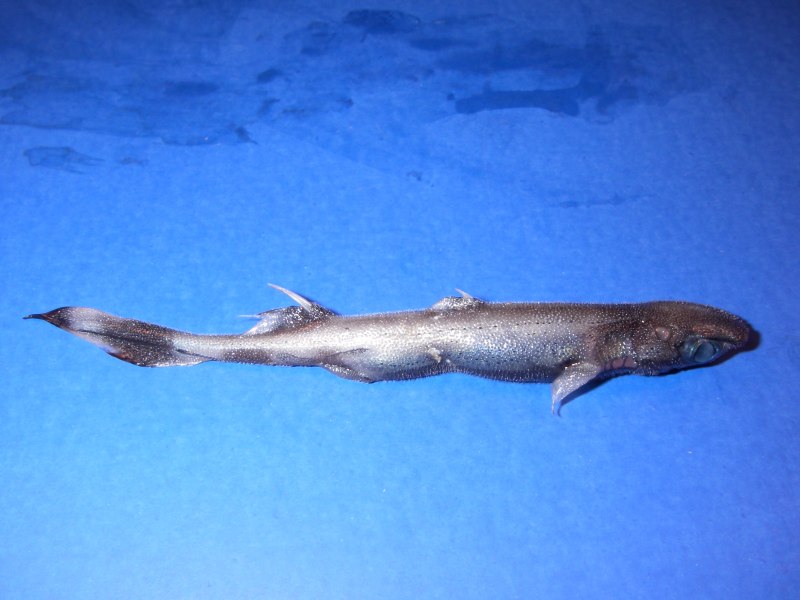 Etmopterus perryi