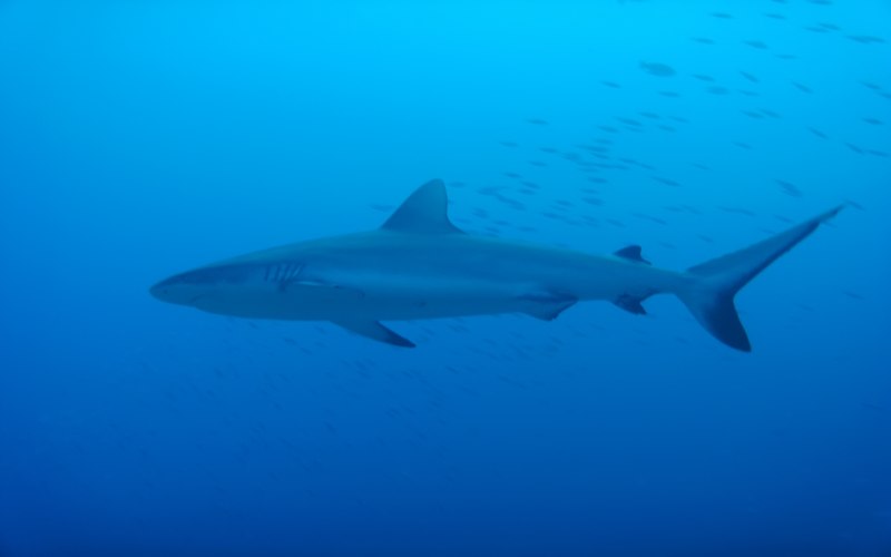 Squaliolus laticaudus
