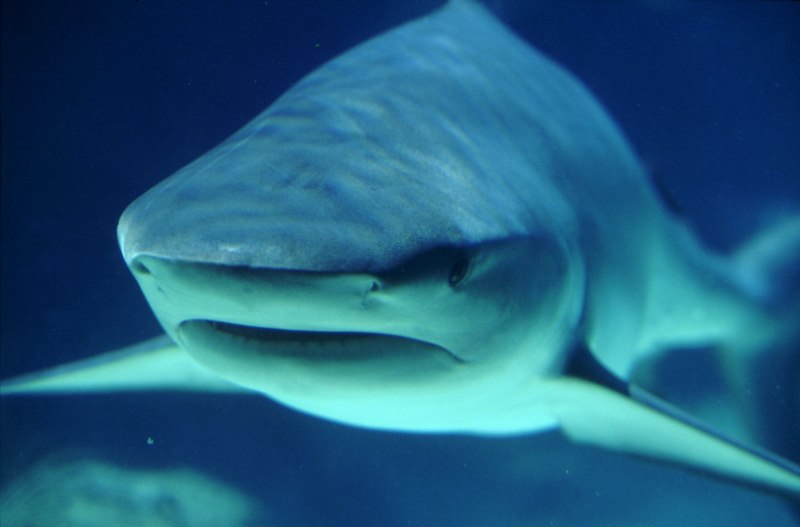 Etmopterus perryi