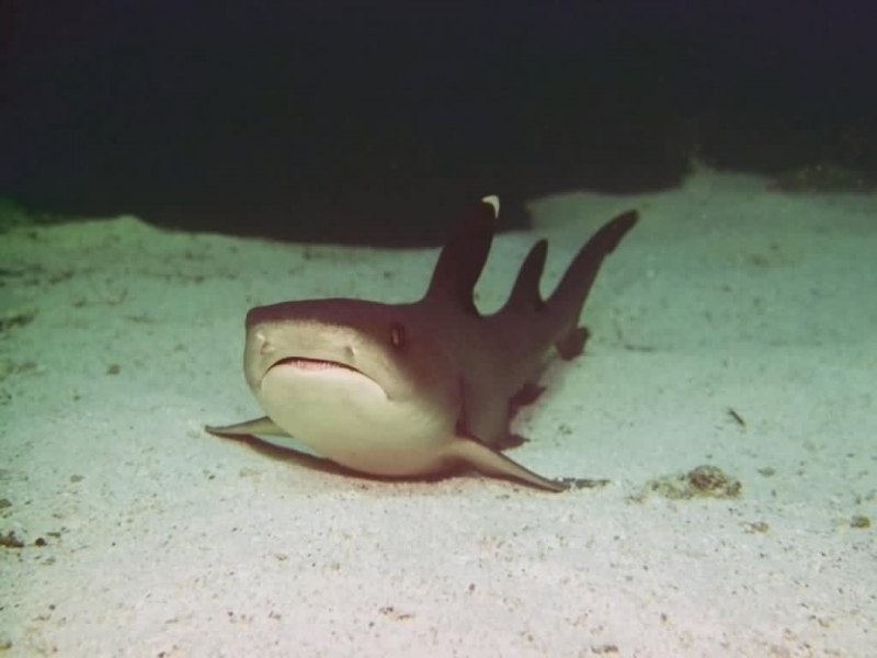 Акулы Etmopterus perryi