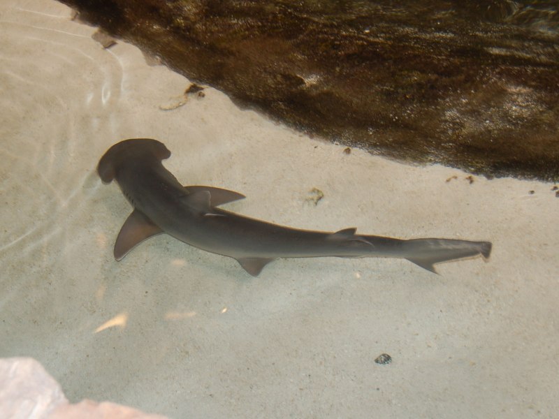 Etmopterus perryi