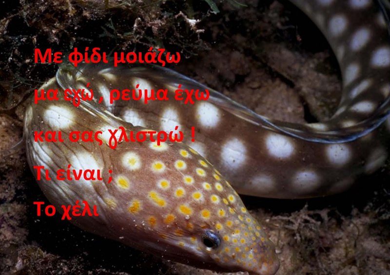 Белопятнистый морской угорь