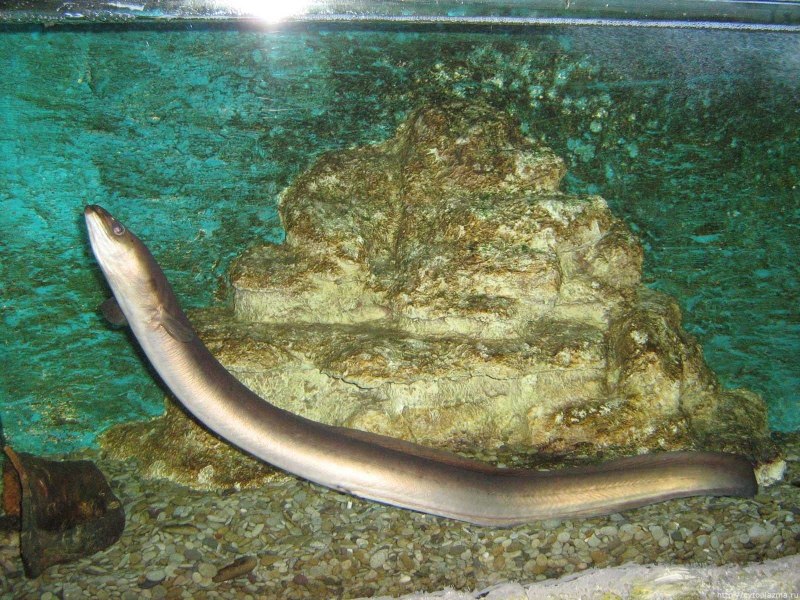 Мурена в Красном море