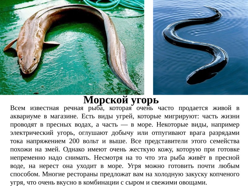 Японский Речной угорь
