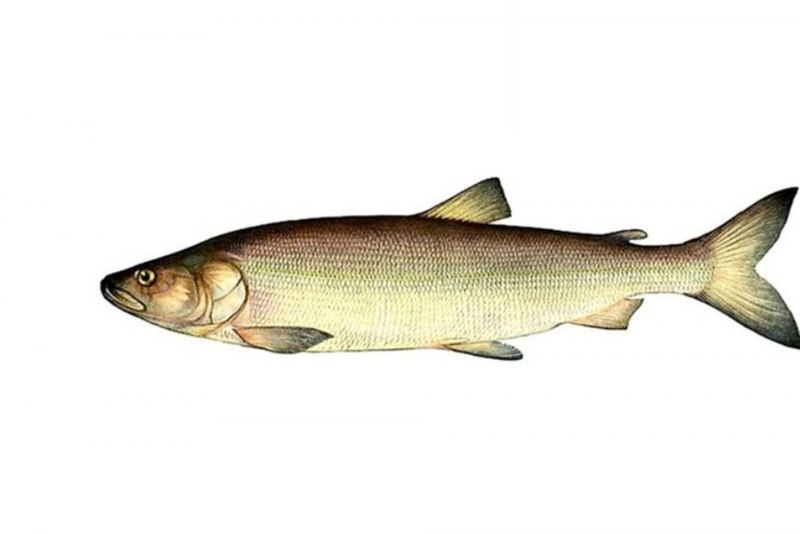Нельма (Stenodus leucichthys)
