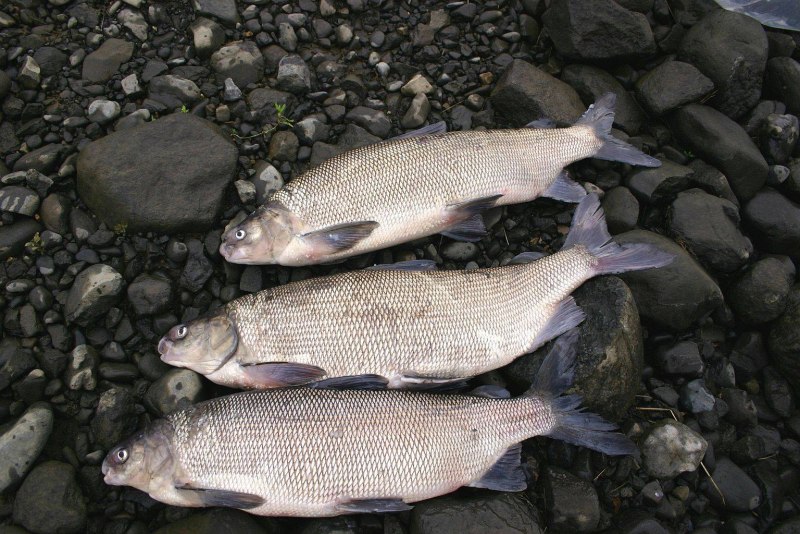 Рыба щокур(Чир)