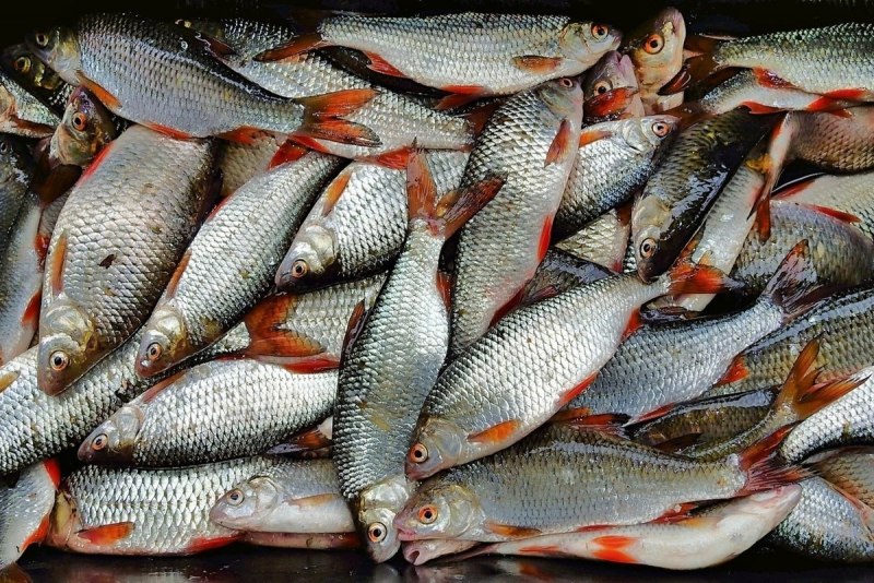 Лосось Salmo Salar