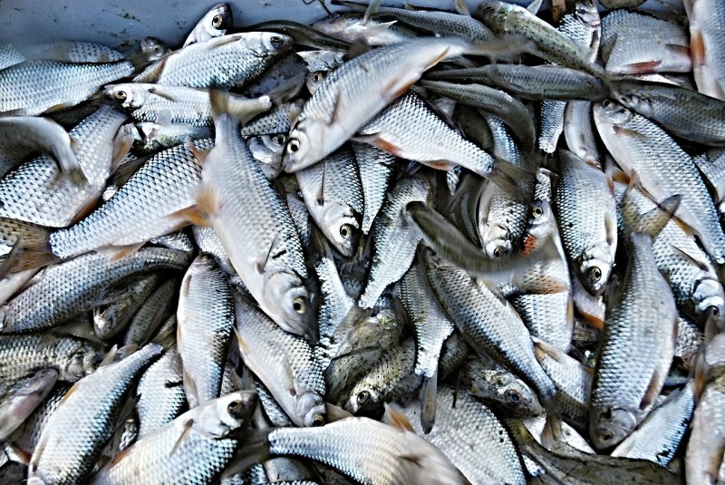 Горбуша (Oncorhynchus gorbuscha)