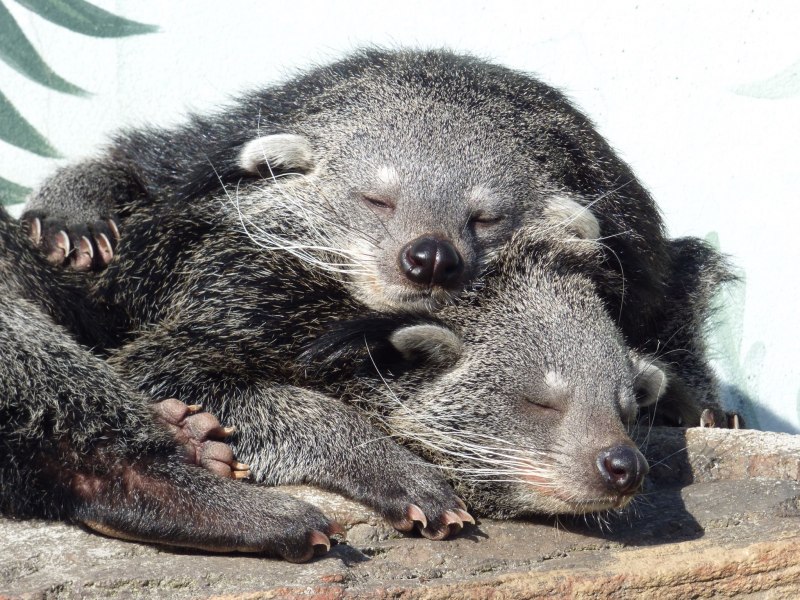 Бинтуронг (Arctictis Binturong)