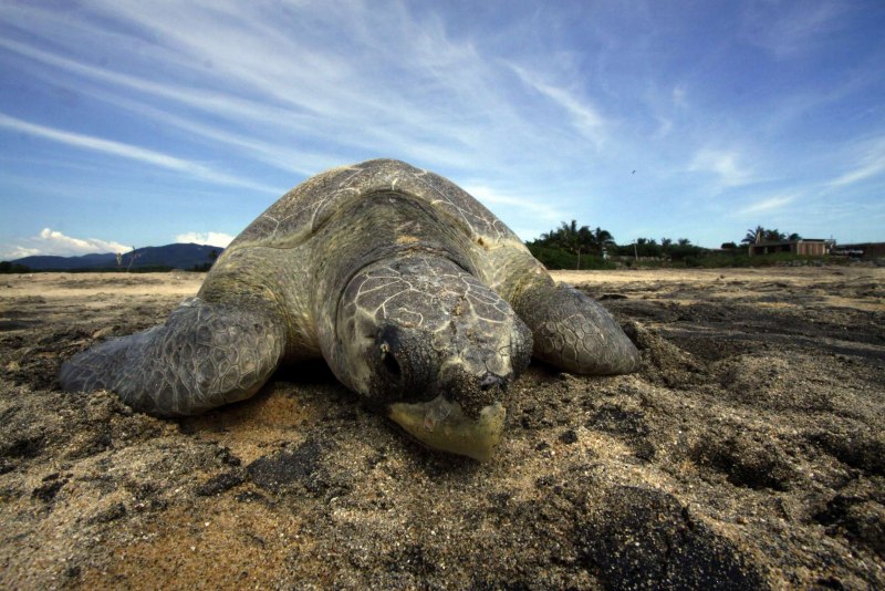 Lepidochelys kempii