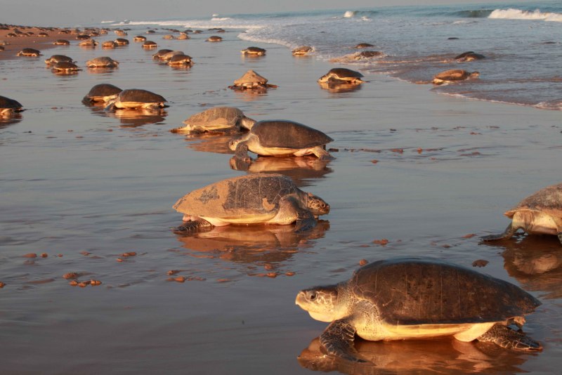 Стая черепах под водой