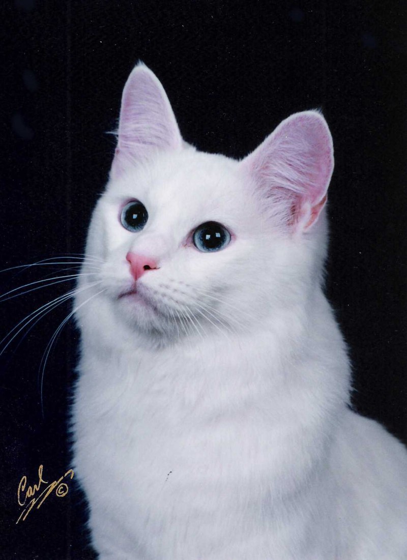 Турецкая ангора кот