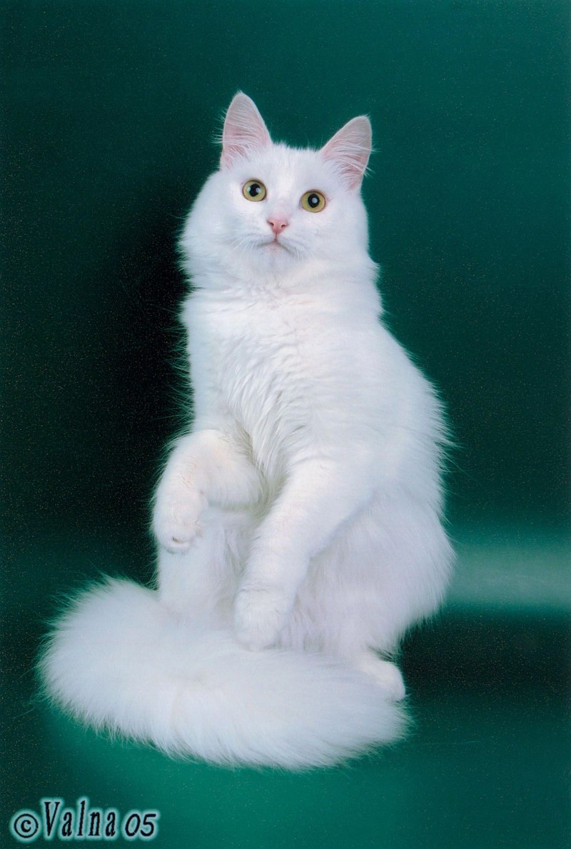 Ангорская кошка