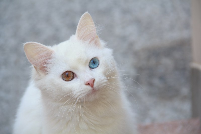 Персидская ангора кошка