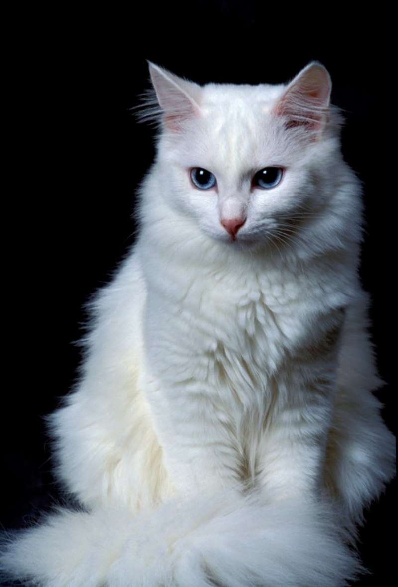 Турецкая ангорская кошка