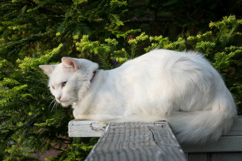 Ангорская кошка