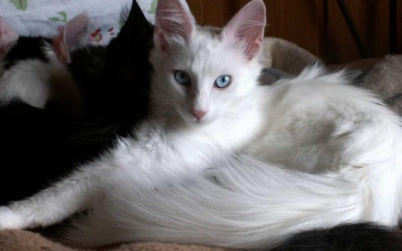 Коты турецкая ангора