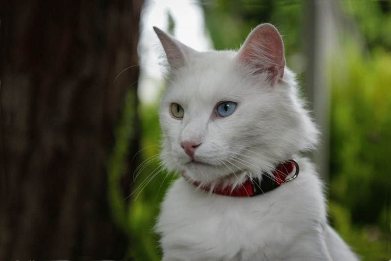 Ангорская кошка короткошерстная