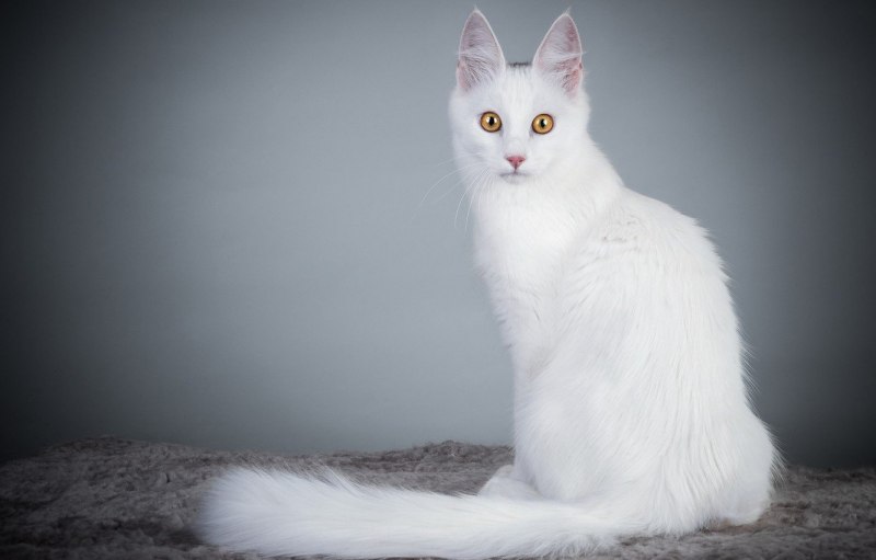 Ангорская кошка
