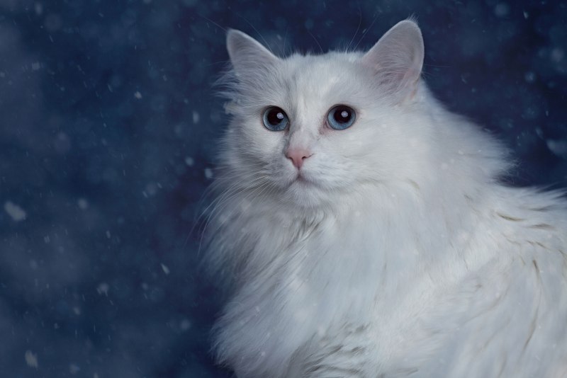 Турецкая ангора кот