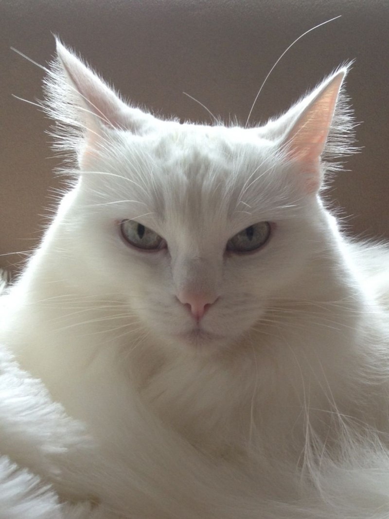 Коты турецкая ангора