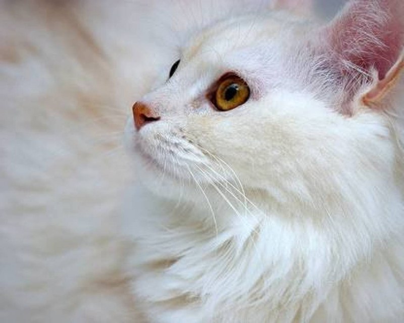 Турецкая ангорская кошка