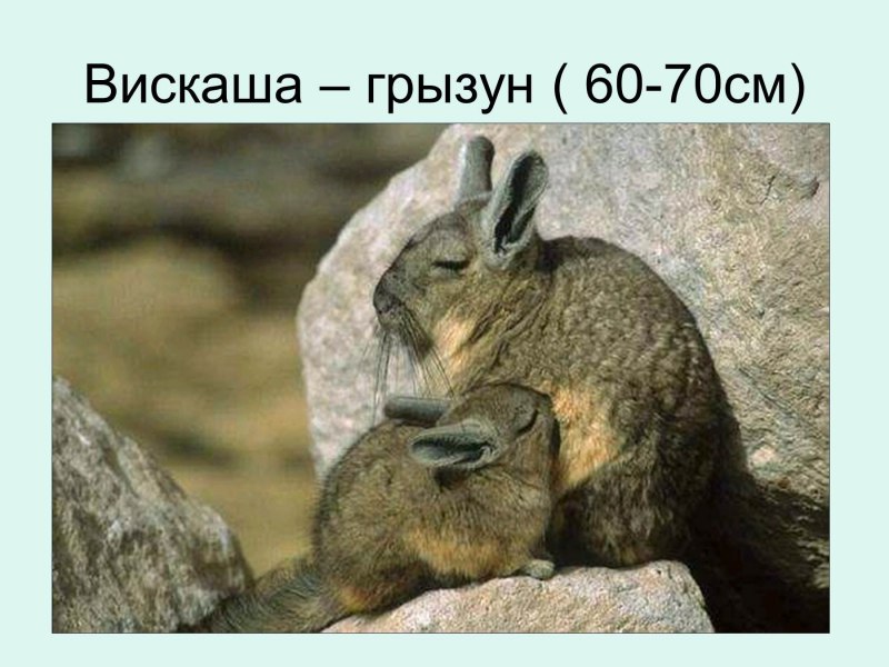 Вискаша в Южной Америке