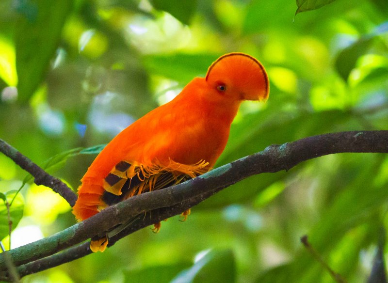 Guianan cock of the Rock